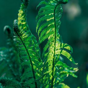 A shot of the Ostrich Fern's blossomed plants